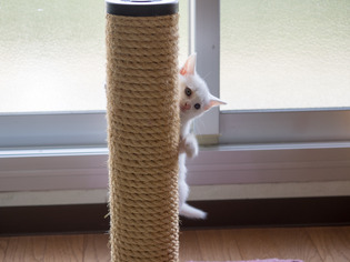 �ߥߤ����4