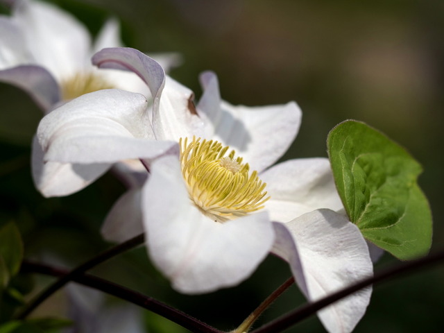 ���ڎώ���6