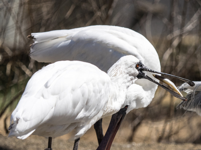 ���ێ׎͎׎�����