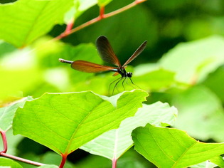 �ʎ��ގێĎݎΎ�7