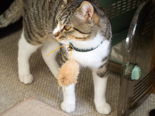 ���ͤ���7