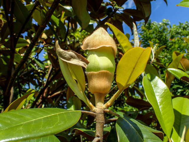 ��������ܥ�7