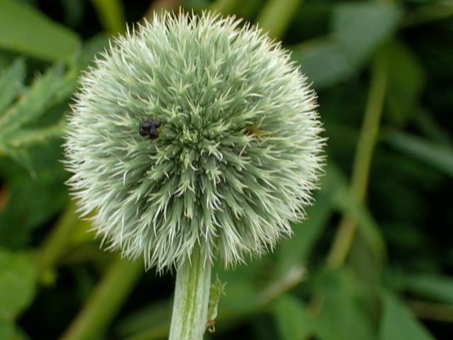 �����ɎΎߎ�1