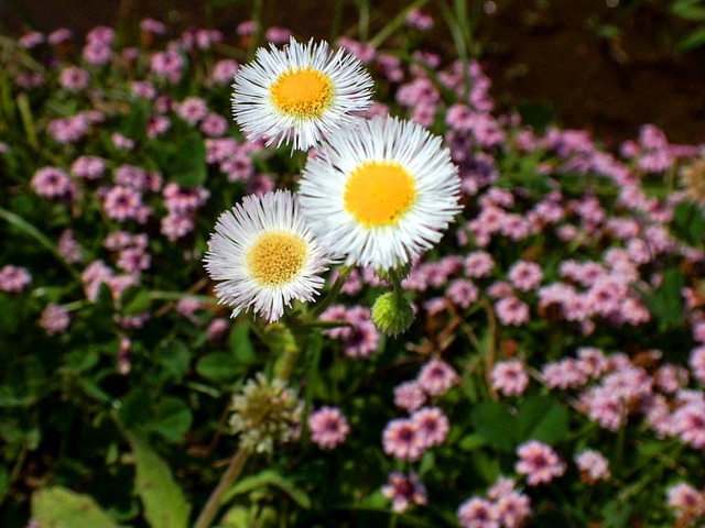 �ˎҎ��ގ����ݤ����о�