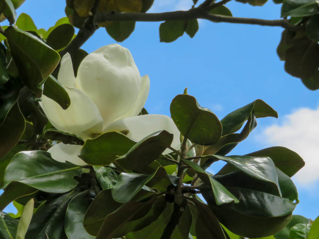 ��������ܥ�1