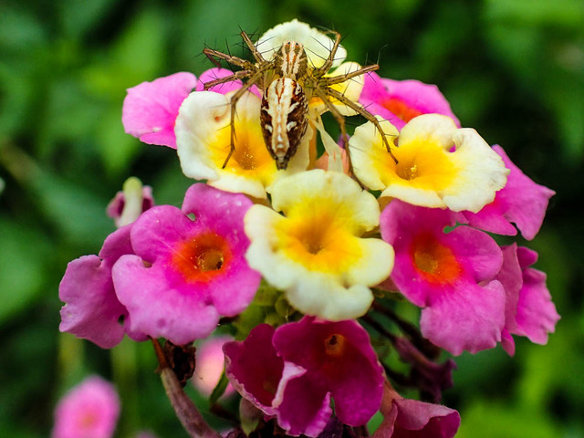 ���ť�����ꥰ��1