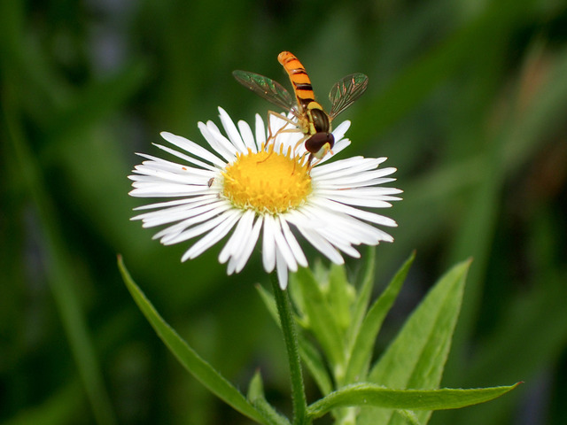 ���؎��ގێ�4