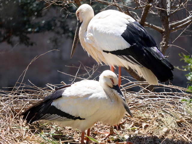 �ƎΎݎ����ɎĎ�