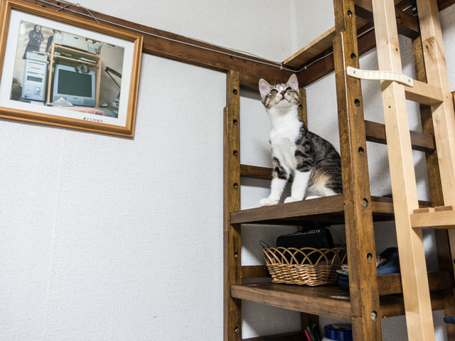 cats23