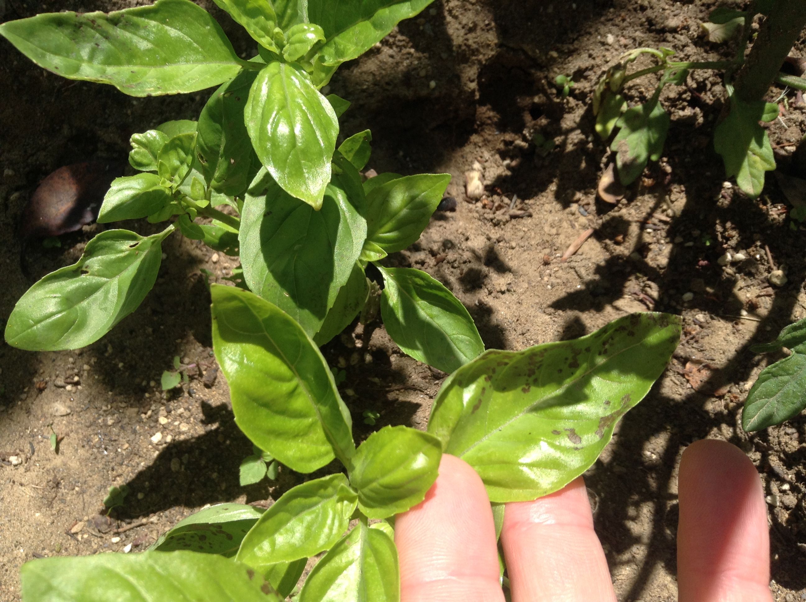 写真 2017-06-06 10 47 52