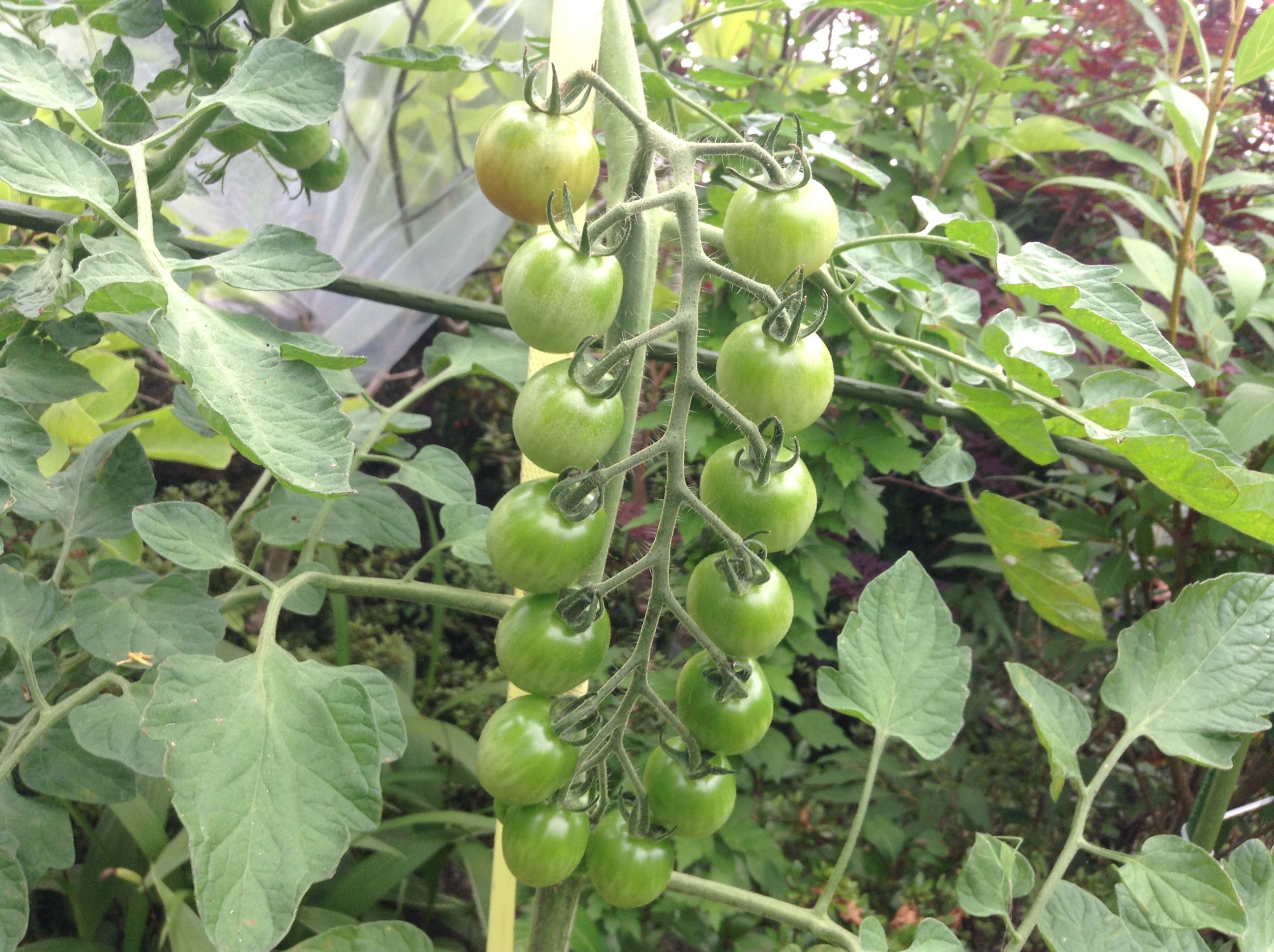 �̿� 2017-07-31 7 27 47