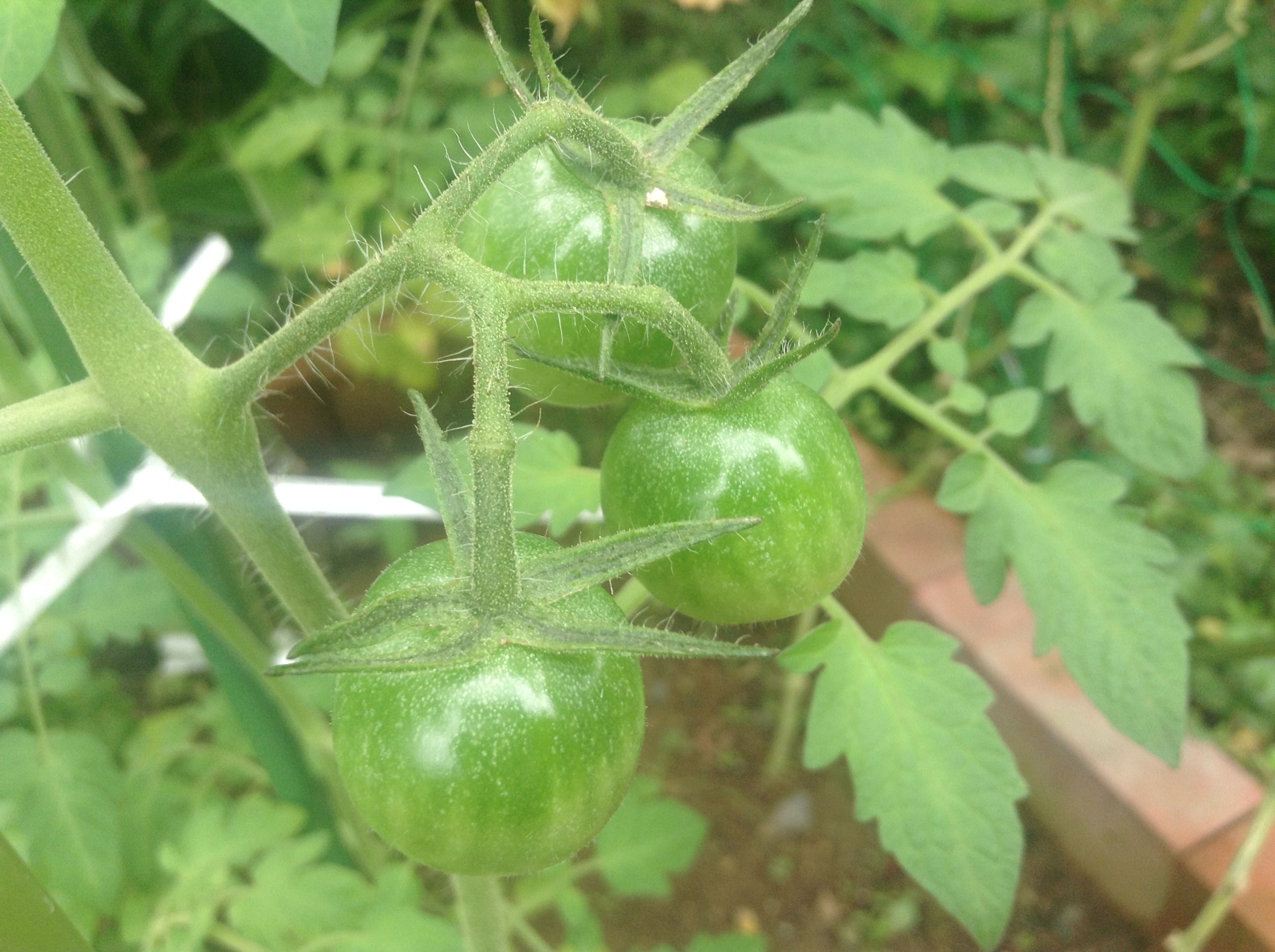 �̿� 2017-08-05 11 43 50