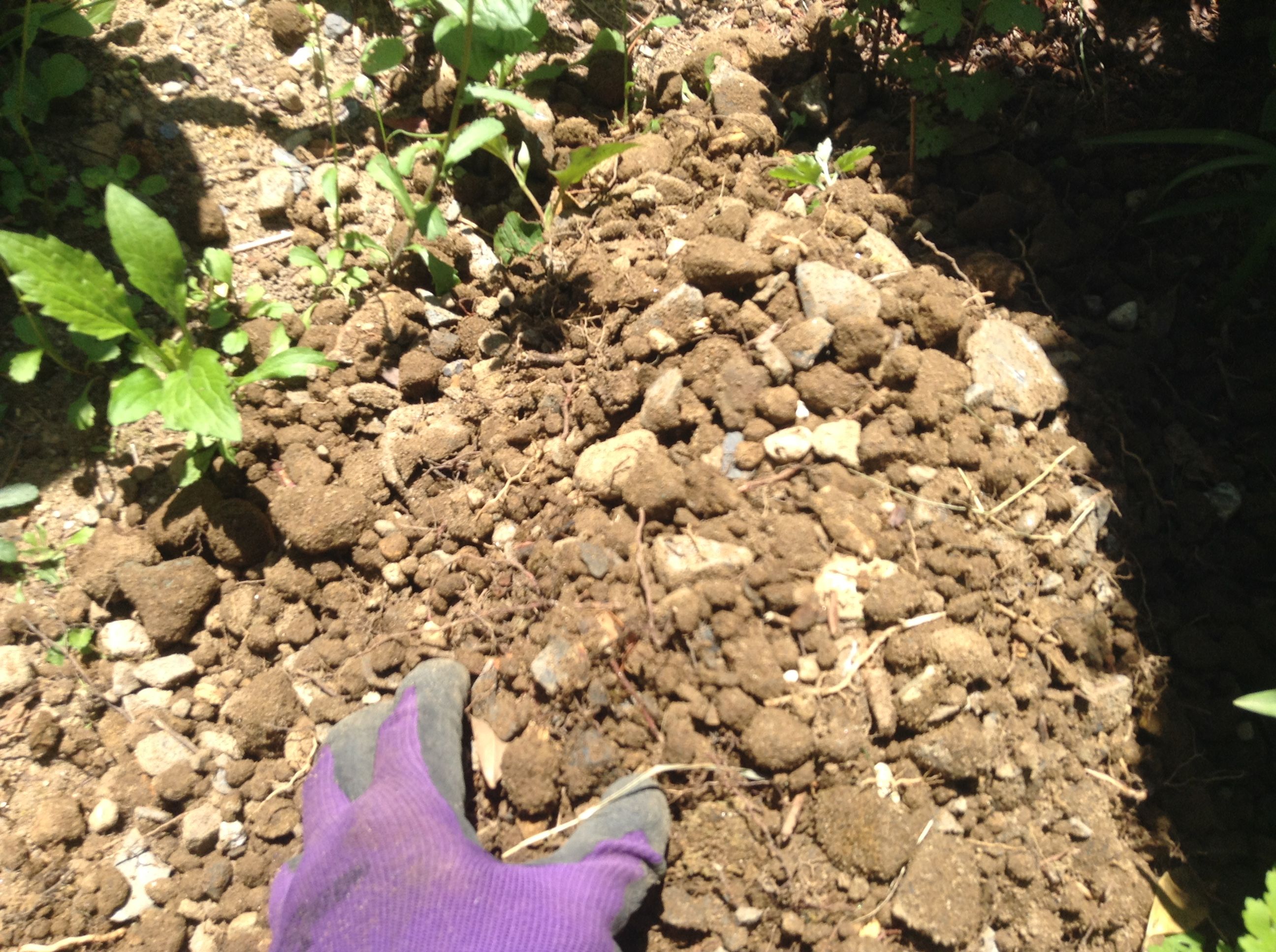 写真 2017-06-06 11 45 41