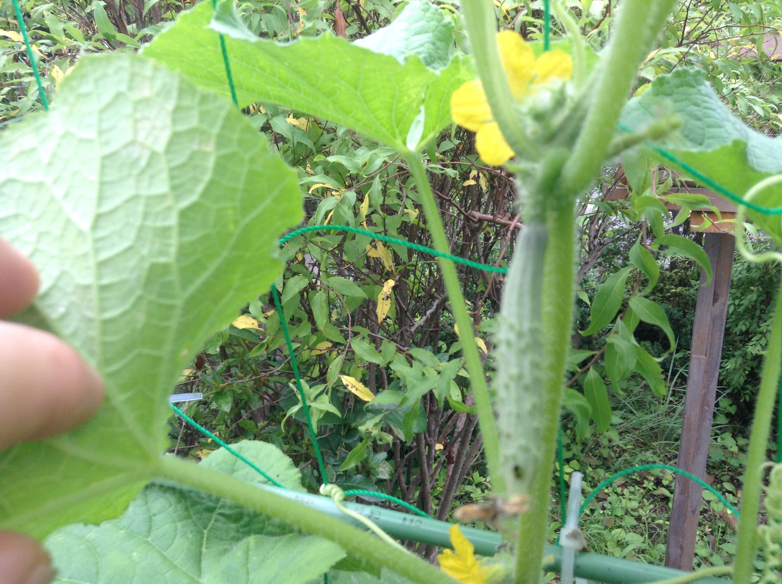 �̿� 2017-07-31 7 30 27