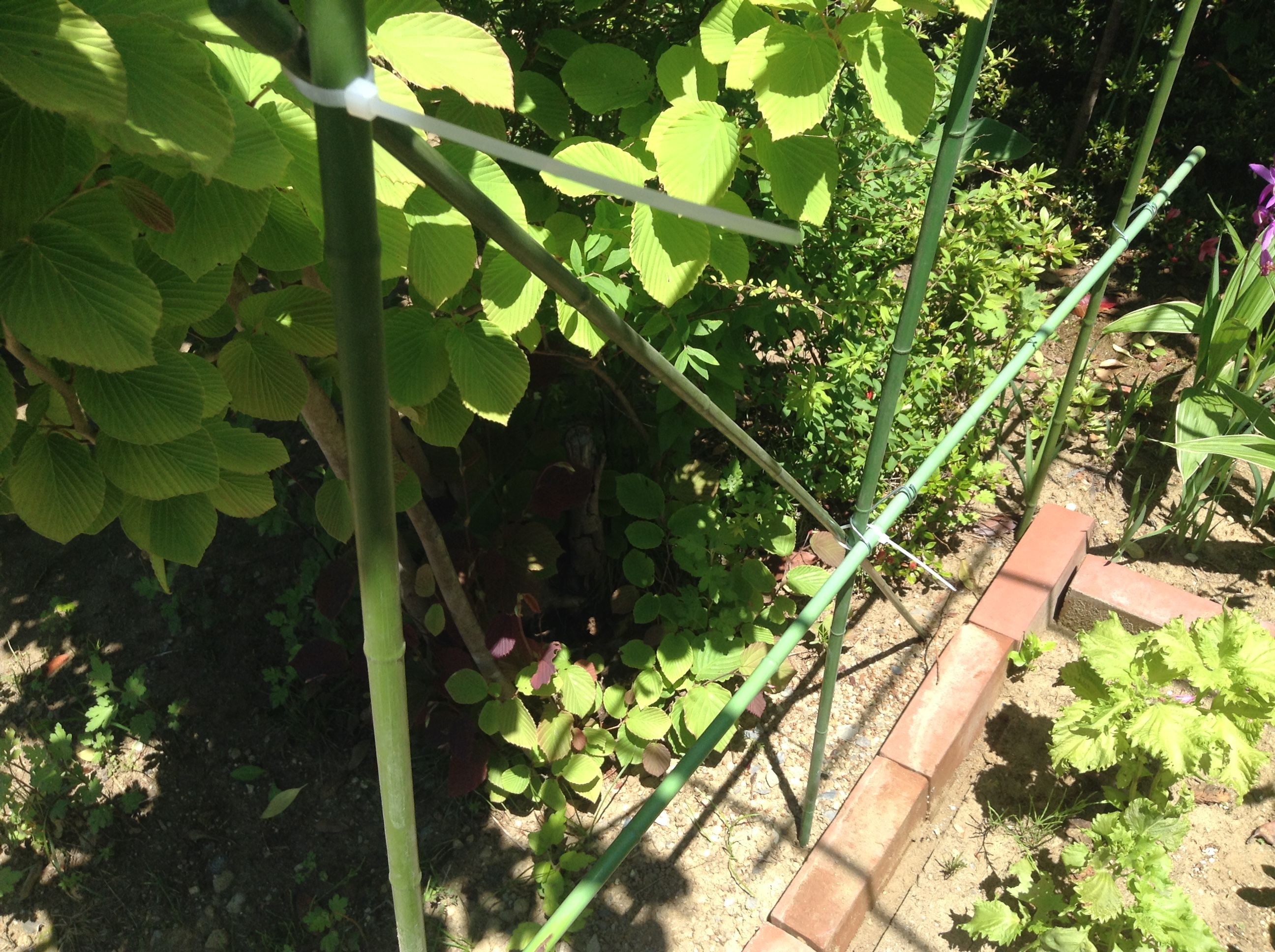 写真 2017-06-06 12 49 13