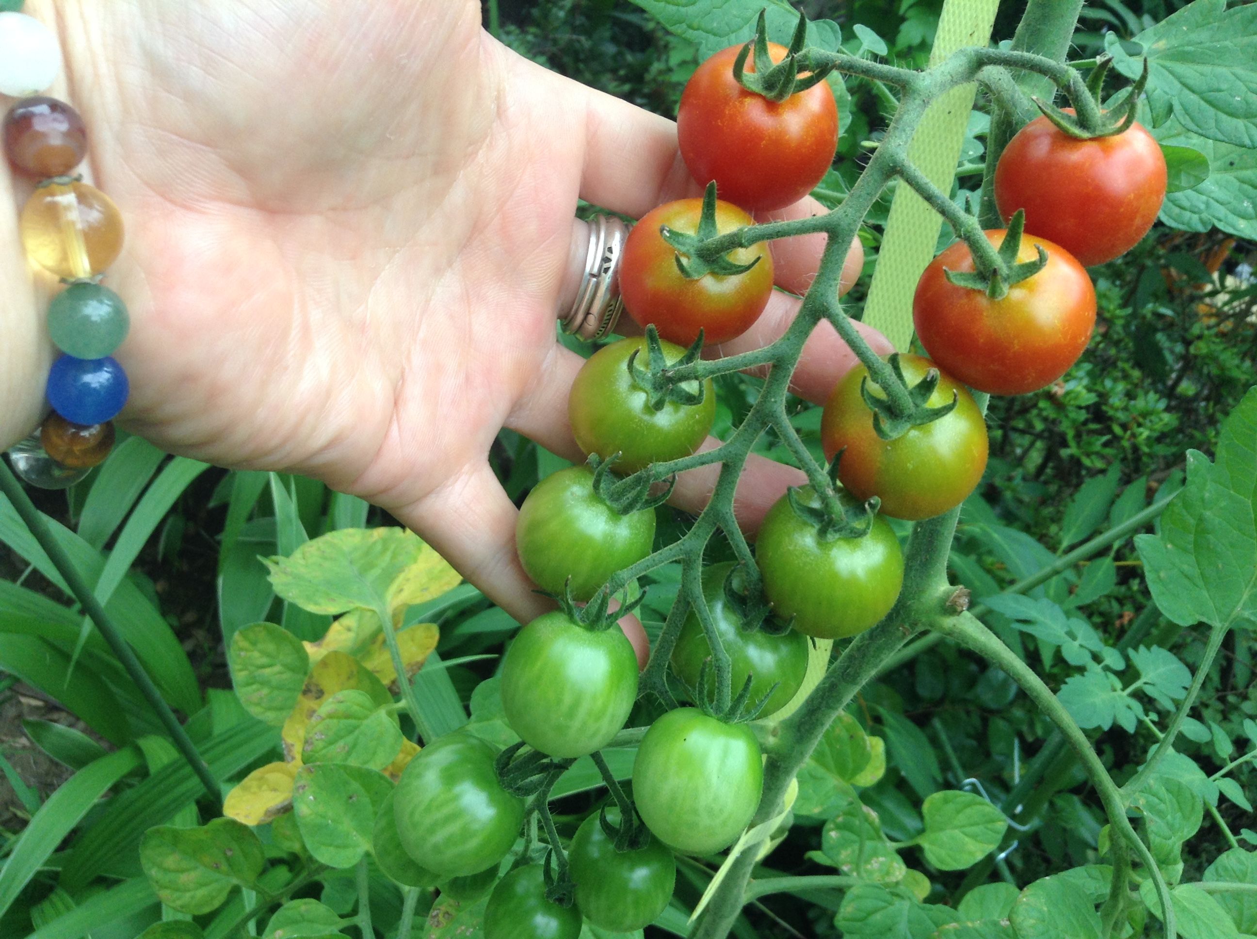 �̿� 2017-07-31 7 27 39