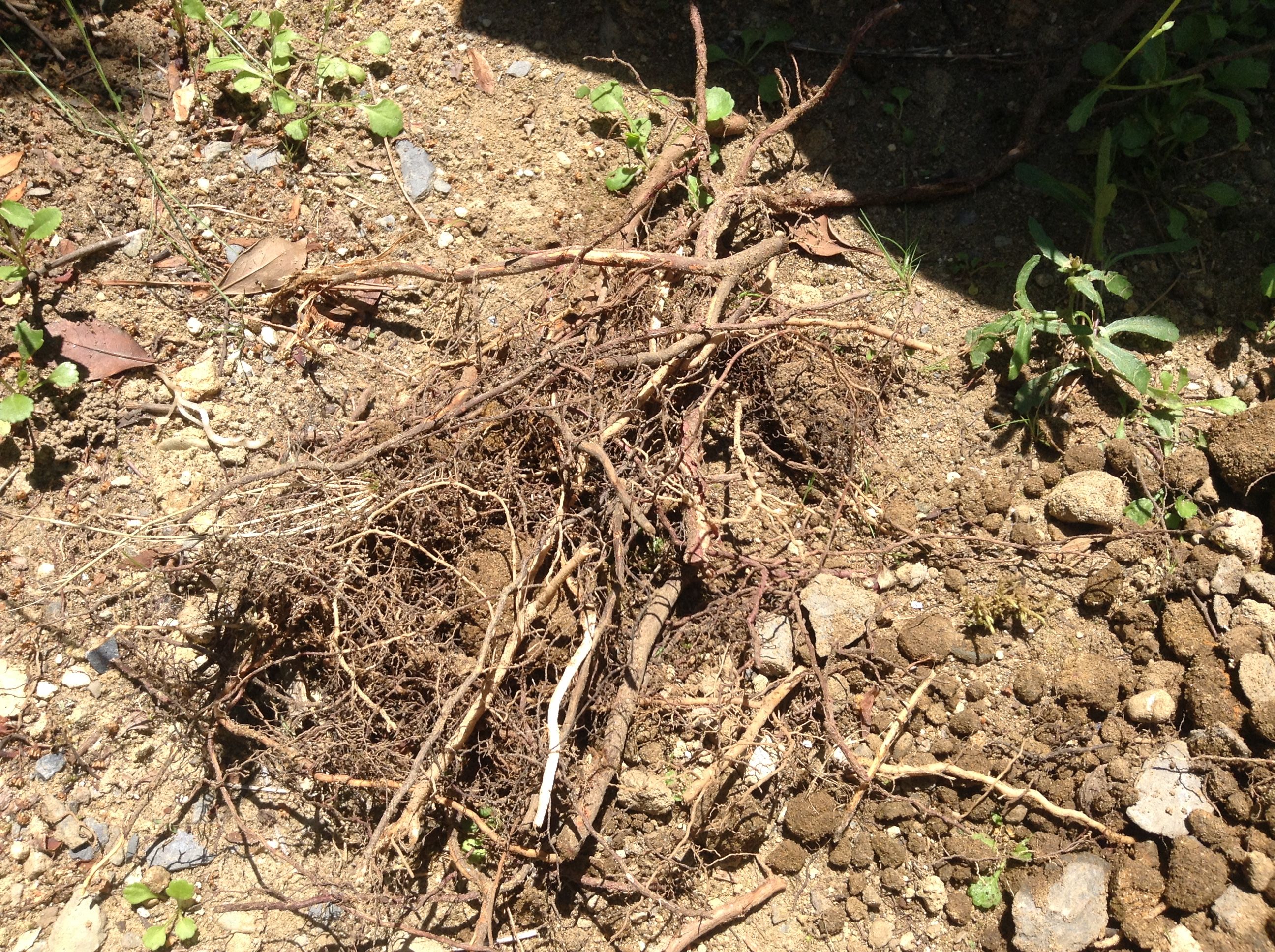 写真 2017-06-06 11 45 32