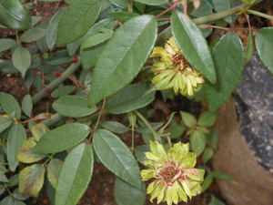 DSCN0355