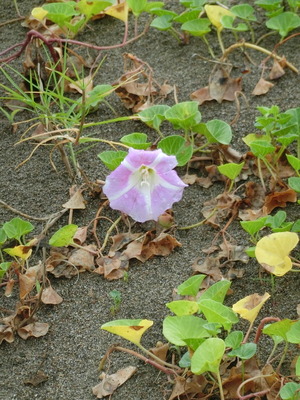 CIMG0811