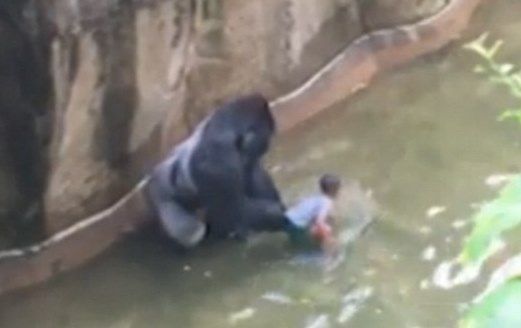 ゴリラ射殺 ひかたま 光の魂たち ゴリラ射殺 ひかたま 光の魂たち