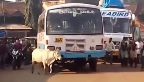 india1cow