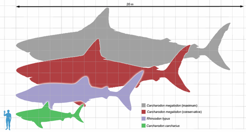 Megalodon_scale1