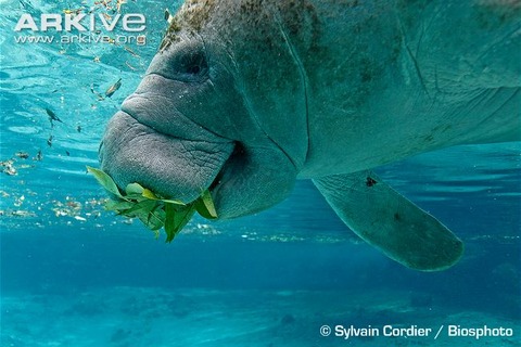 West-Indian-manatee