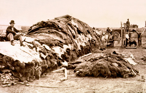 Buffalo-Hides-lg