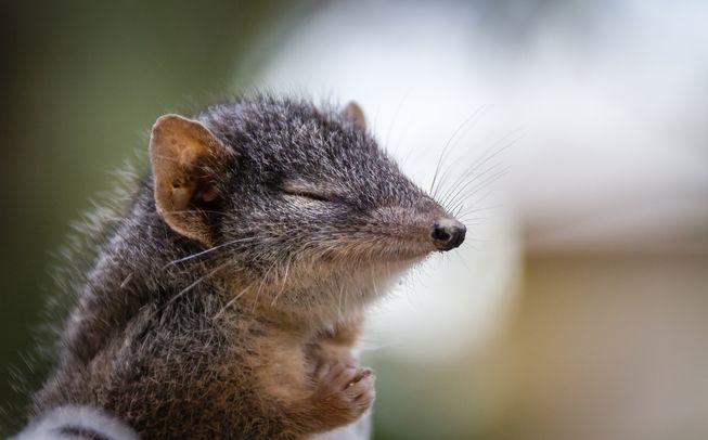 命がけの長い交尾で有名なアンテキヌス絶滅の危機 ひかたま 光の魂たち