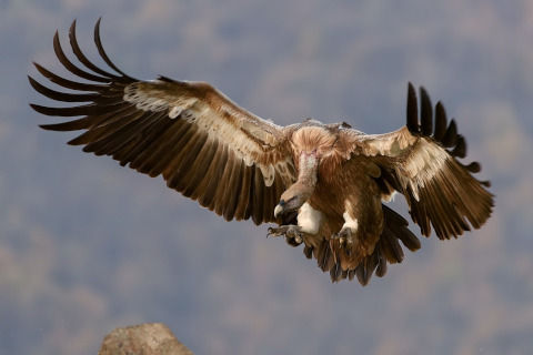 vulture-1209813_1280