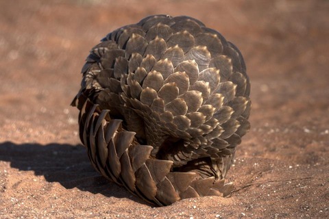 Pangolin-b-y-Mrco-Tonoli