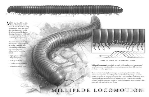 bio1_millipede