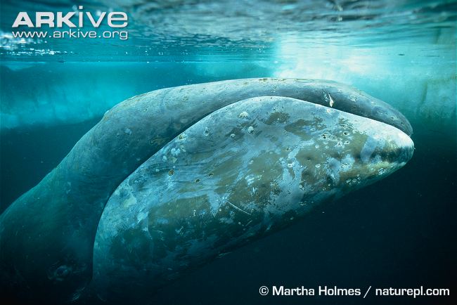 シッダ医学とクジラの長寿 ひかたま 光の魂たち