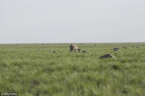 saiga2