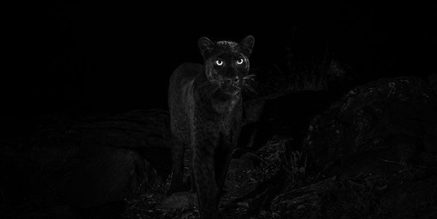 _105630770_willbl-black-leopard-6