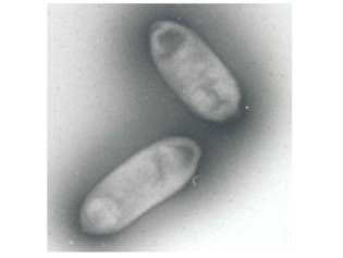 Sphingomonas_cloacae