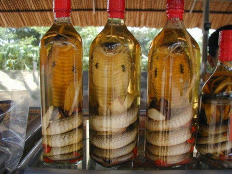 Snake-wine