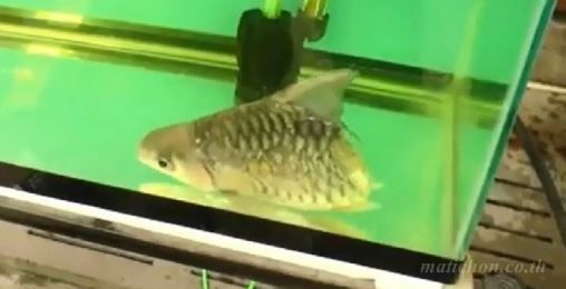 身体を半分失いながら長生きした魚 ひかたま 光の魂たち