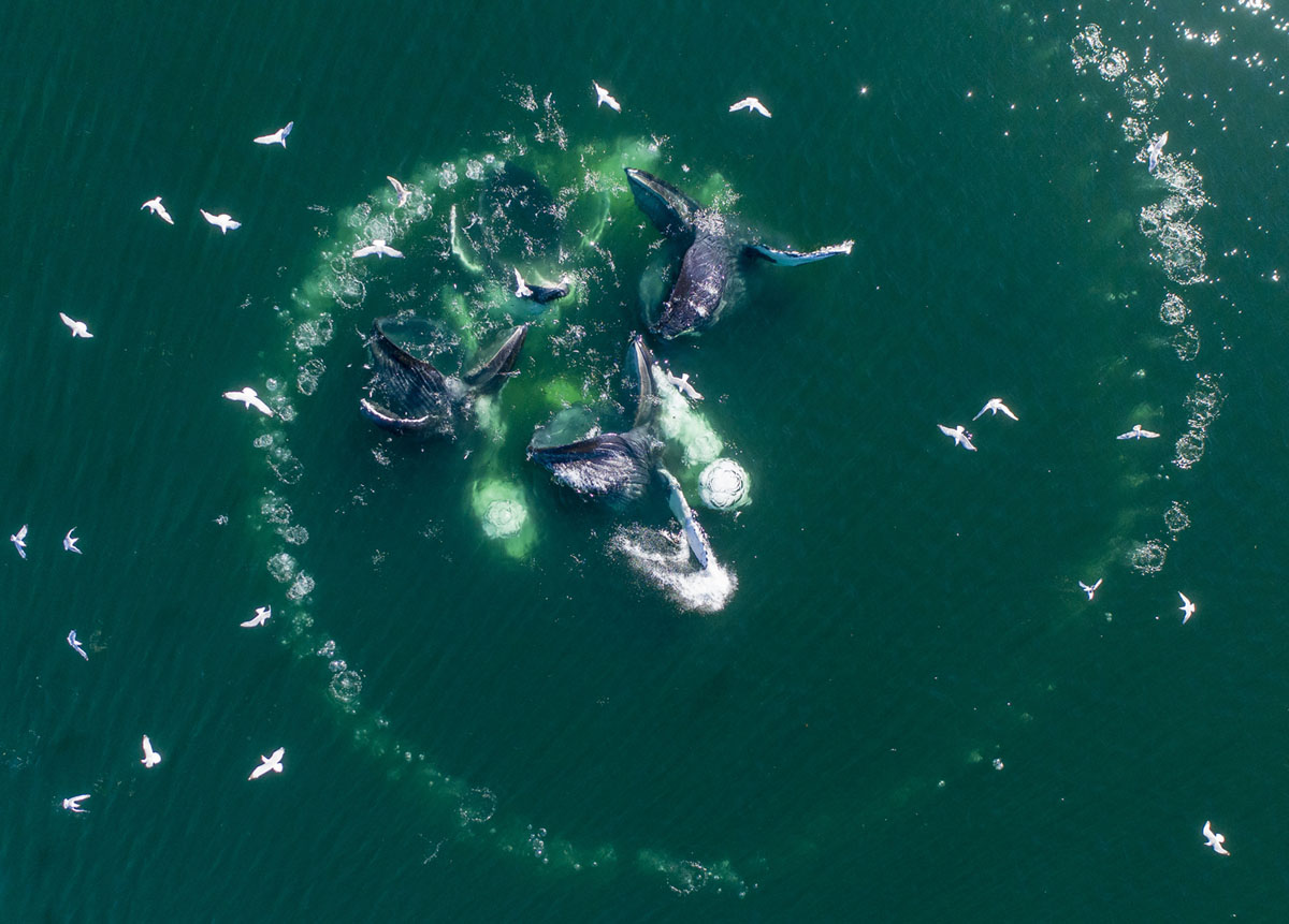 美しいクジラたちとすべての生き物の存在価値 ひかたま 光の魂たち 美しいクジラたちとすべての生き物の存在価値 ひかたま 光の魂たち