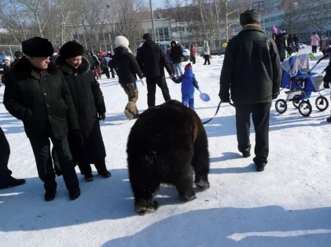 russia-bears-streets-30