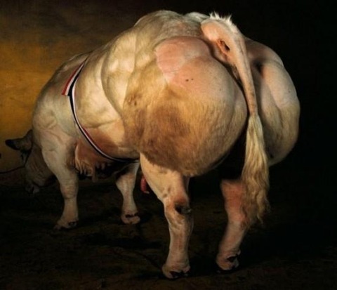 belgian-blue2-550x473