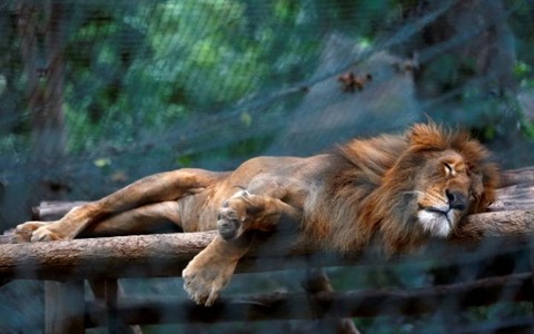 animals_ven_2-large_tr