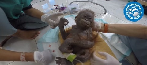 gito2