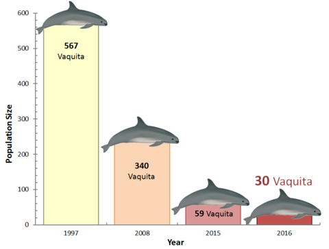 decline_of_vaquita_2017-580x440