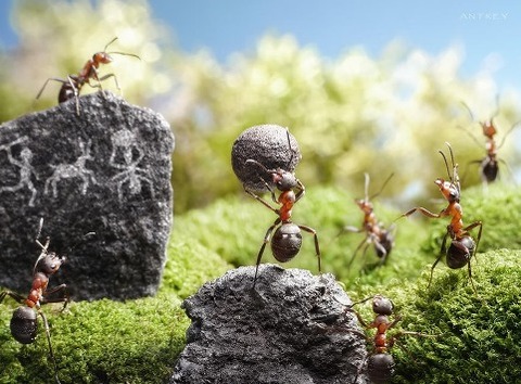 ant3