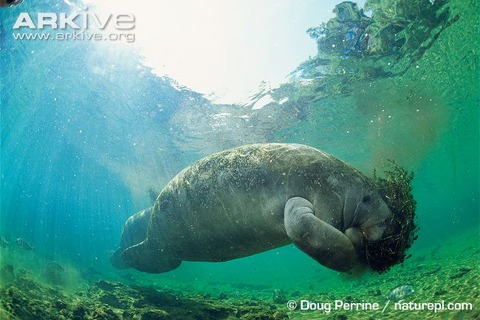 Florida-manatee-feeding-on-hyrilla