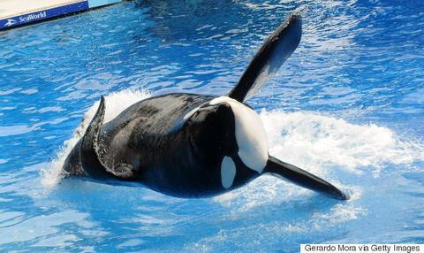 o-TILLIKUM-SEAWORLD-570