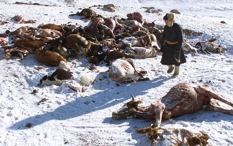 Harsh-winter-in-Mongolia