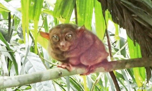 和敬静寂 世界で二番目に小さな猿フィリピンメガネザル ひかたま 光の魂たち