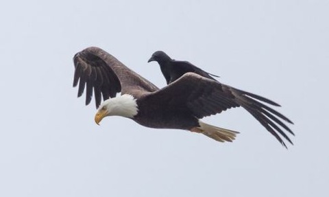 PAY-crow-grabs-a-lift-on-a-bald-eagle